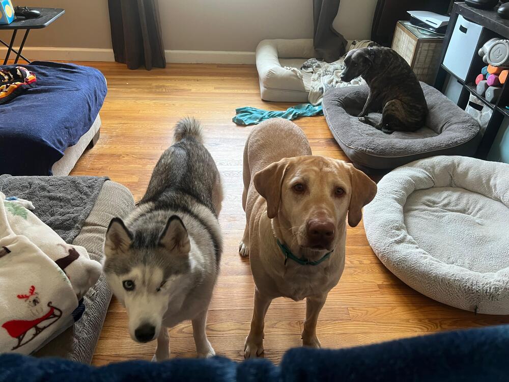 Hazel (LOCALLY FOSTERED), Adoptable, Adult Female Labrador Retriever.