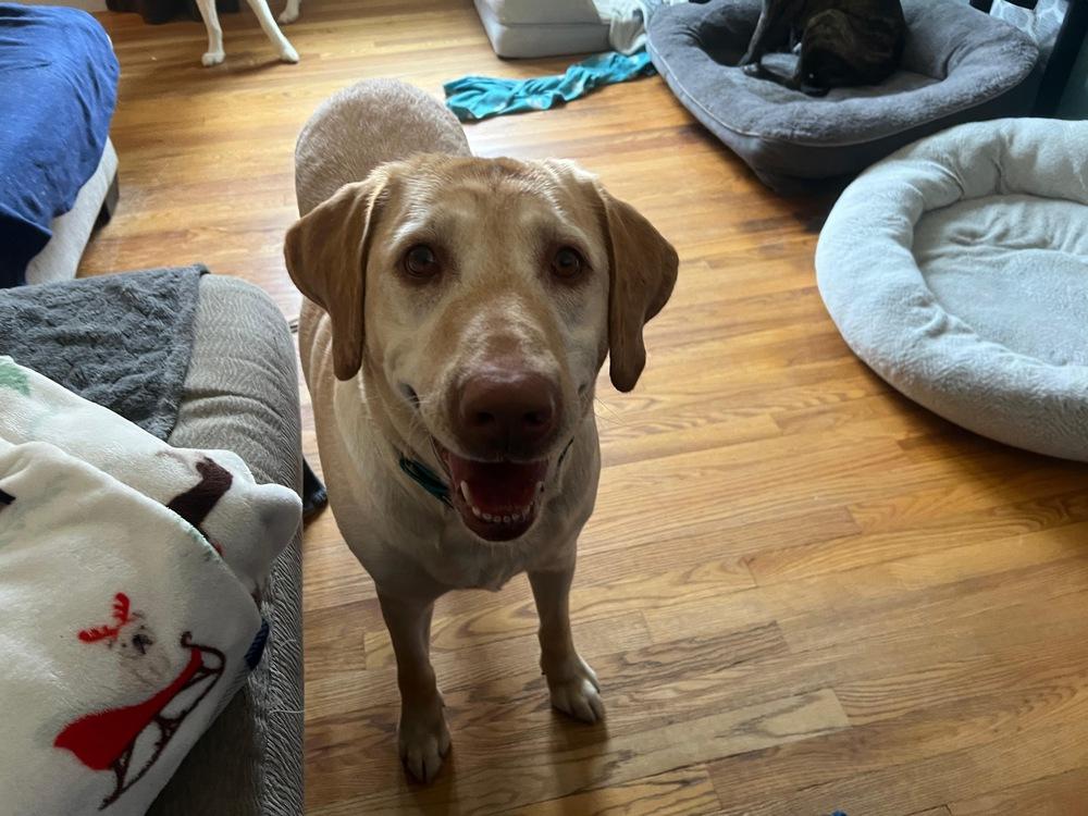 Enlarge Hazel (LOCALLY FOSTERED), a Adoptable Labrador Retriever in Leverett, MA image 2/6