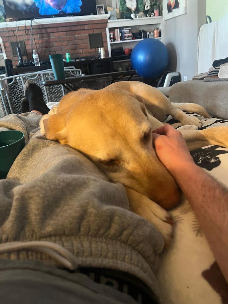 Enlarge Hazel (LOCALLY FOSTERED), a Adoptable Labrador Retriever in Leverett, MA image 4/6