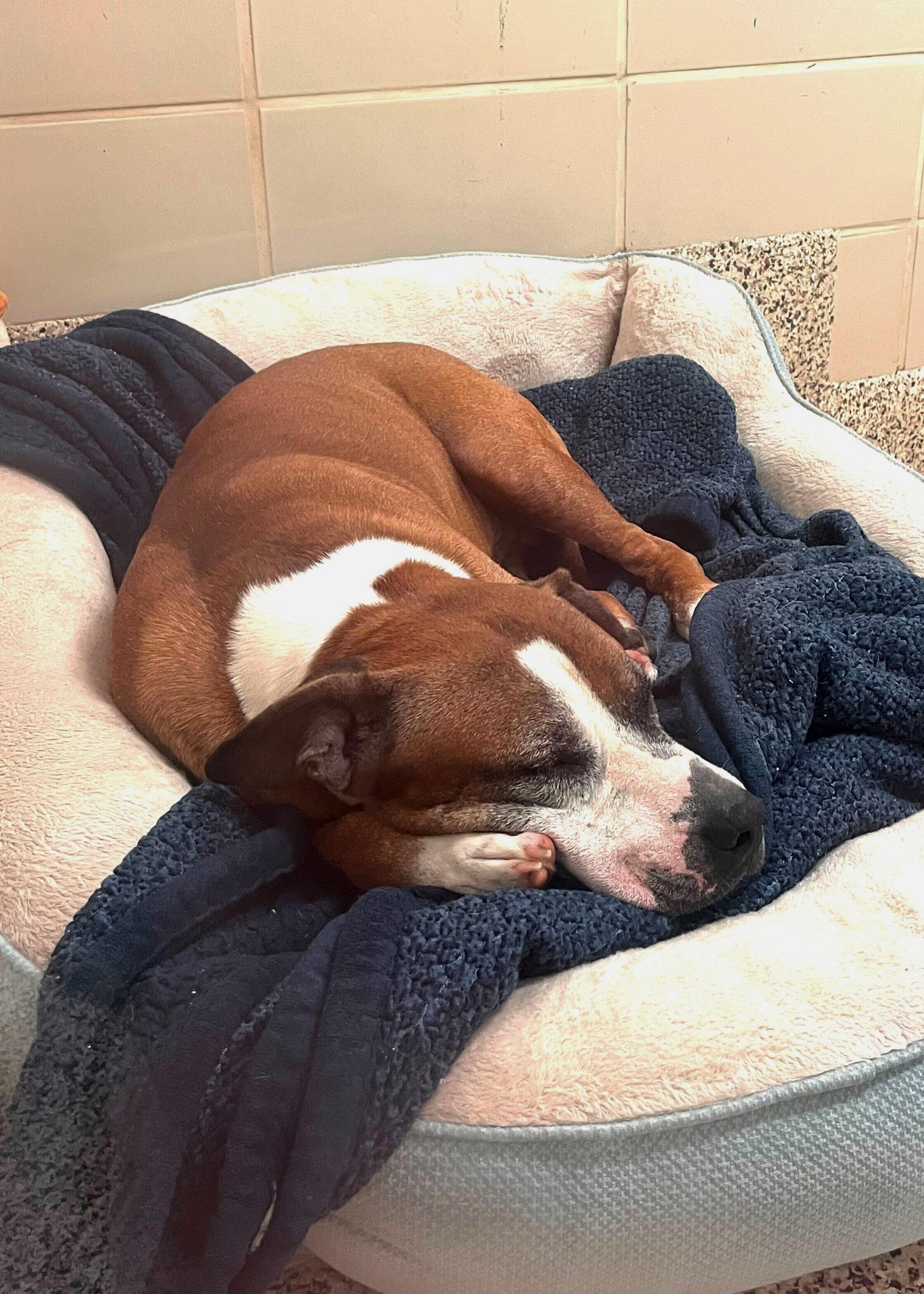 Winchell 60717, a Adoptable mixed breed in Aiken, SC image 2/4