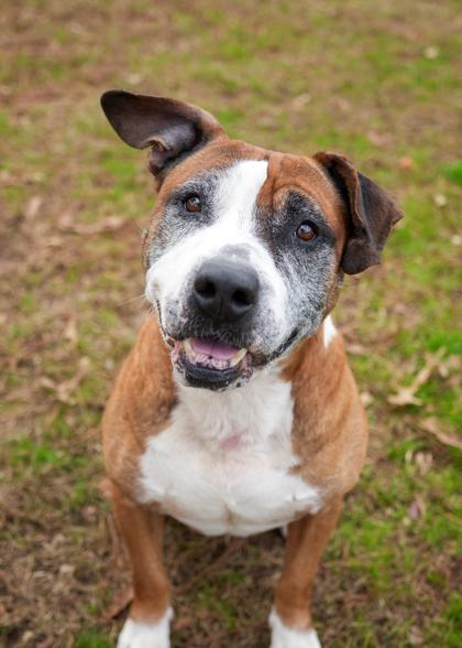 Enlarge Winchell 60717, a Adoptable mixed breed in Aiken, SC image 1/4