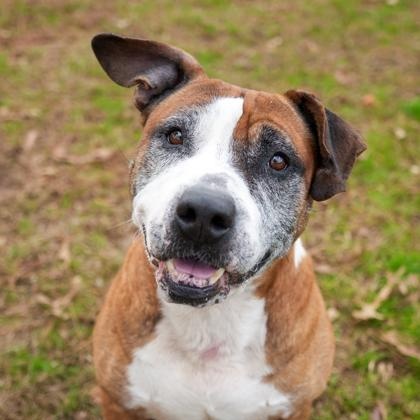 Winchell 60717, a Adoptable mixed breed in Aiken, SC image 1/4