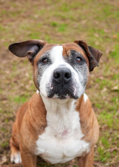 Enlarge Winchell 60717, a Adoptable mixed breed in Aiken, SC image 3/4