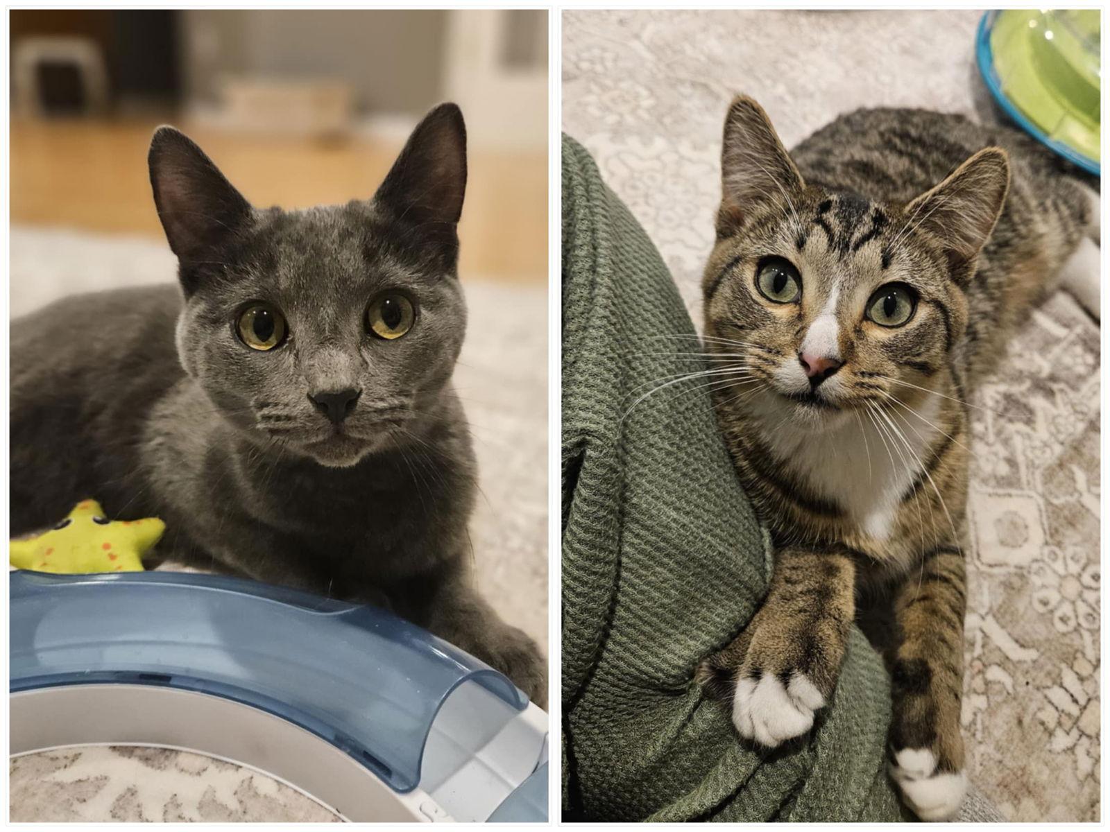 Larry & Jerry, Adoptable, Young Male Domestic Short Hair.