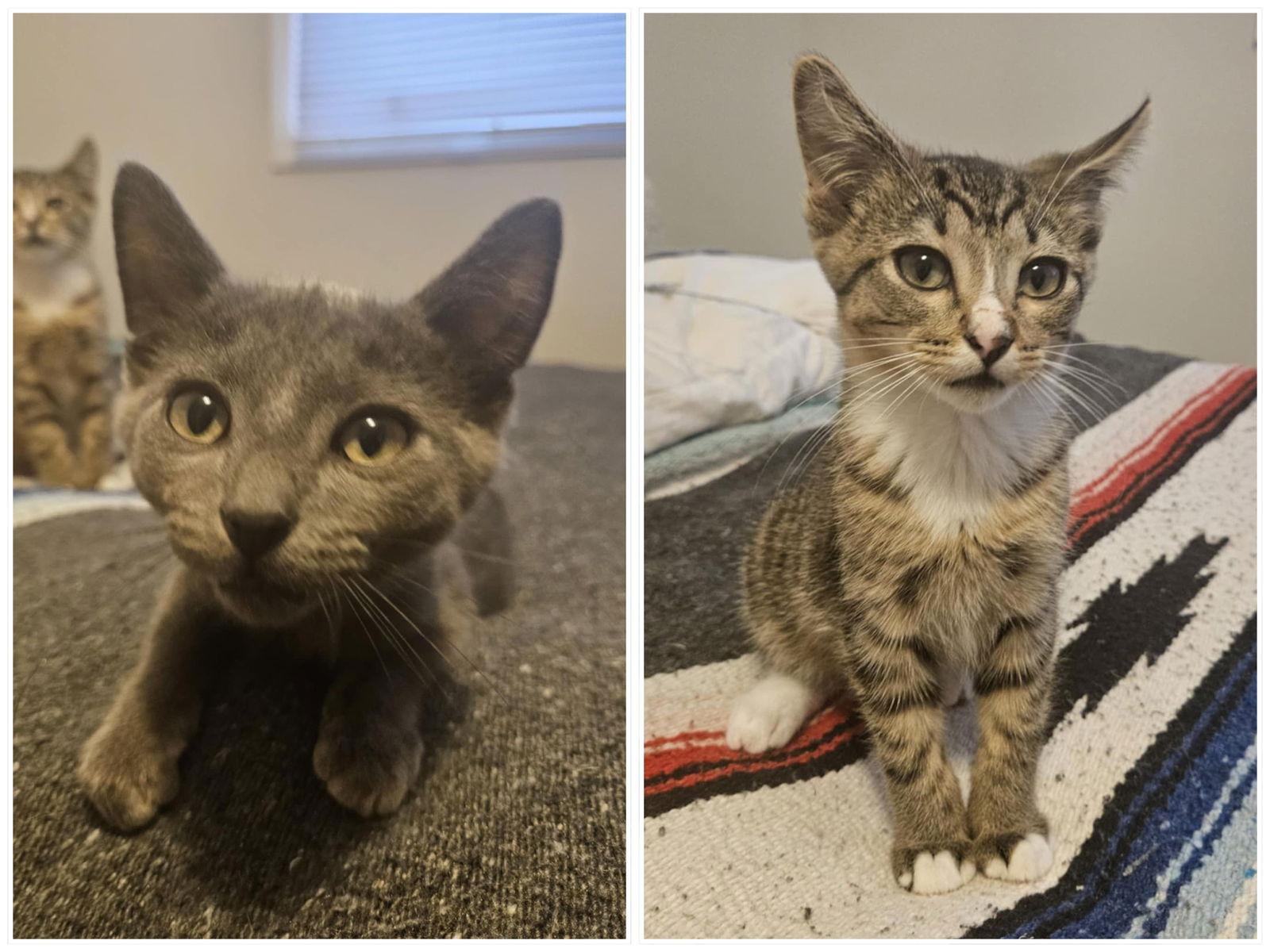 Enlarge Larry & Jerry, a Adoptable Domestic Short Hair in Crystal, MN image 1/1