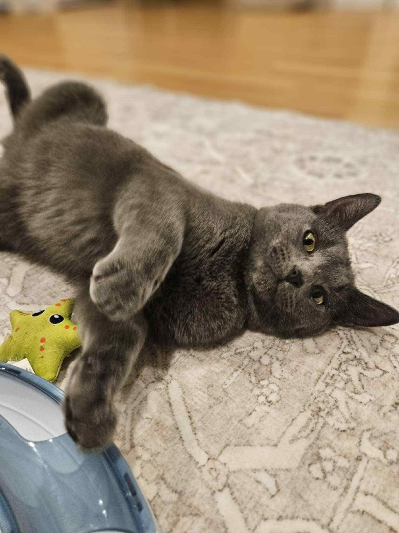 Larry, Adoptable, Young Male Domestic Short Hair.