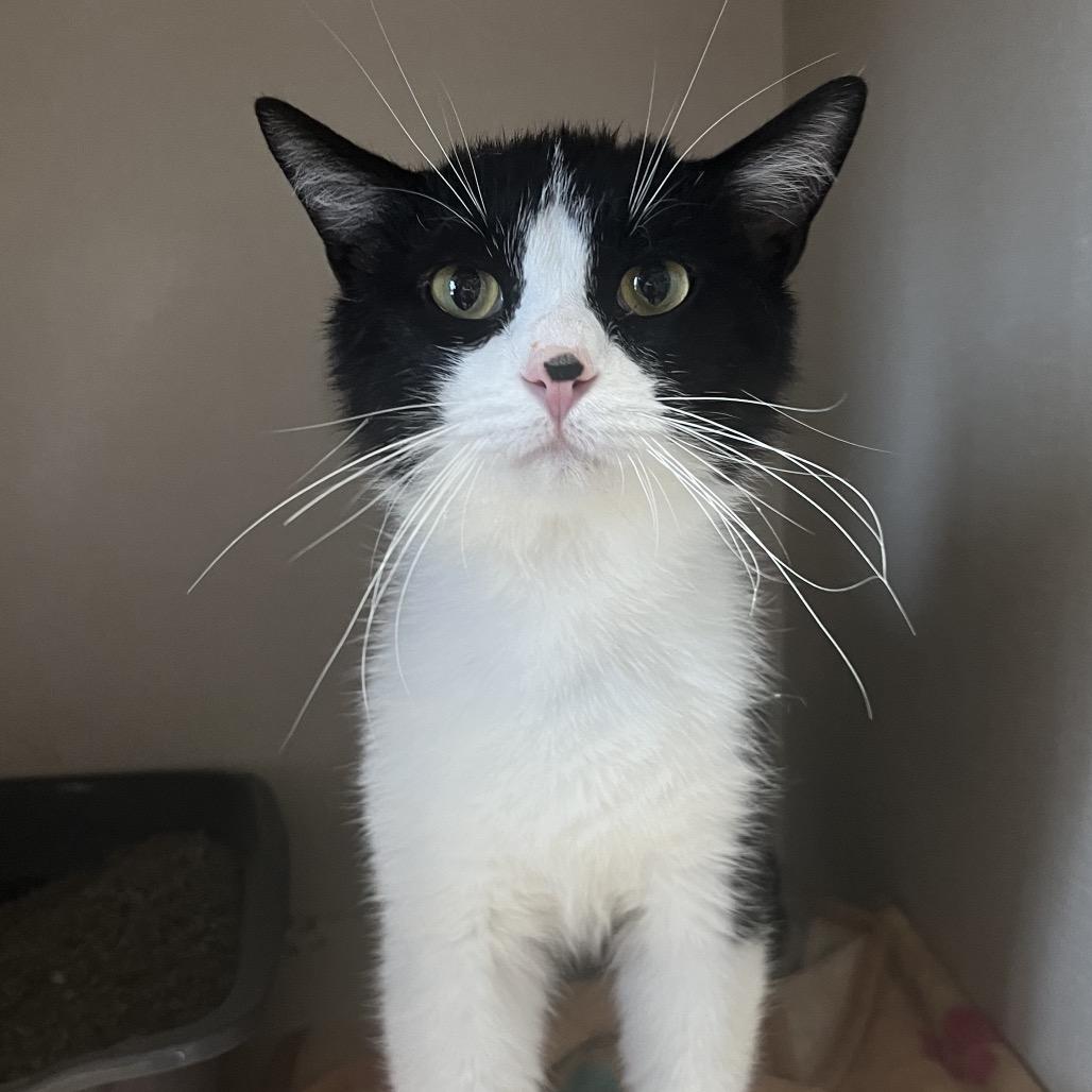 Claude, ADOPTABLE, Adult Male Domestic Short Hair.