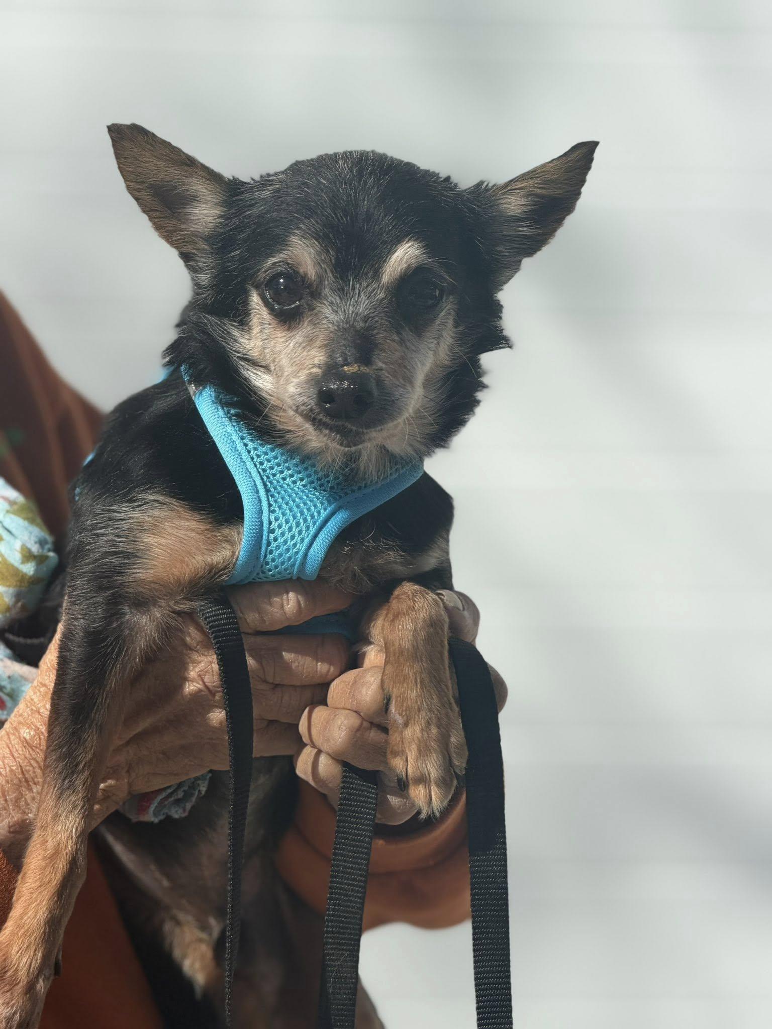Enlarge Tiny, a Adoptable Chihuahua in Ashville, OH image 1/3