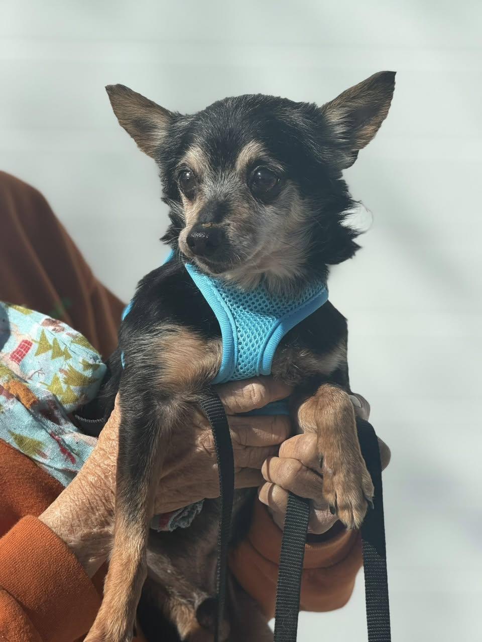 Tiny *FTA*, Adoptable, Senior Male Chihuahua.