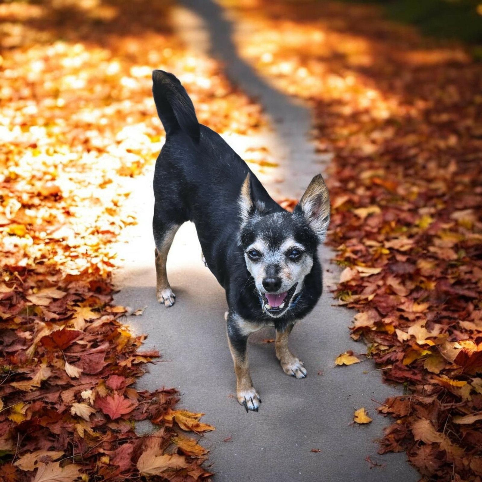 Enlarge Tiny *FTA*, a Adoptable Chihuahua in Ashville, OH image 2/3