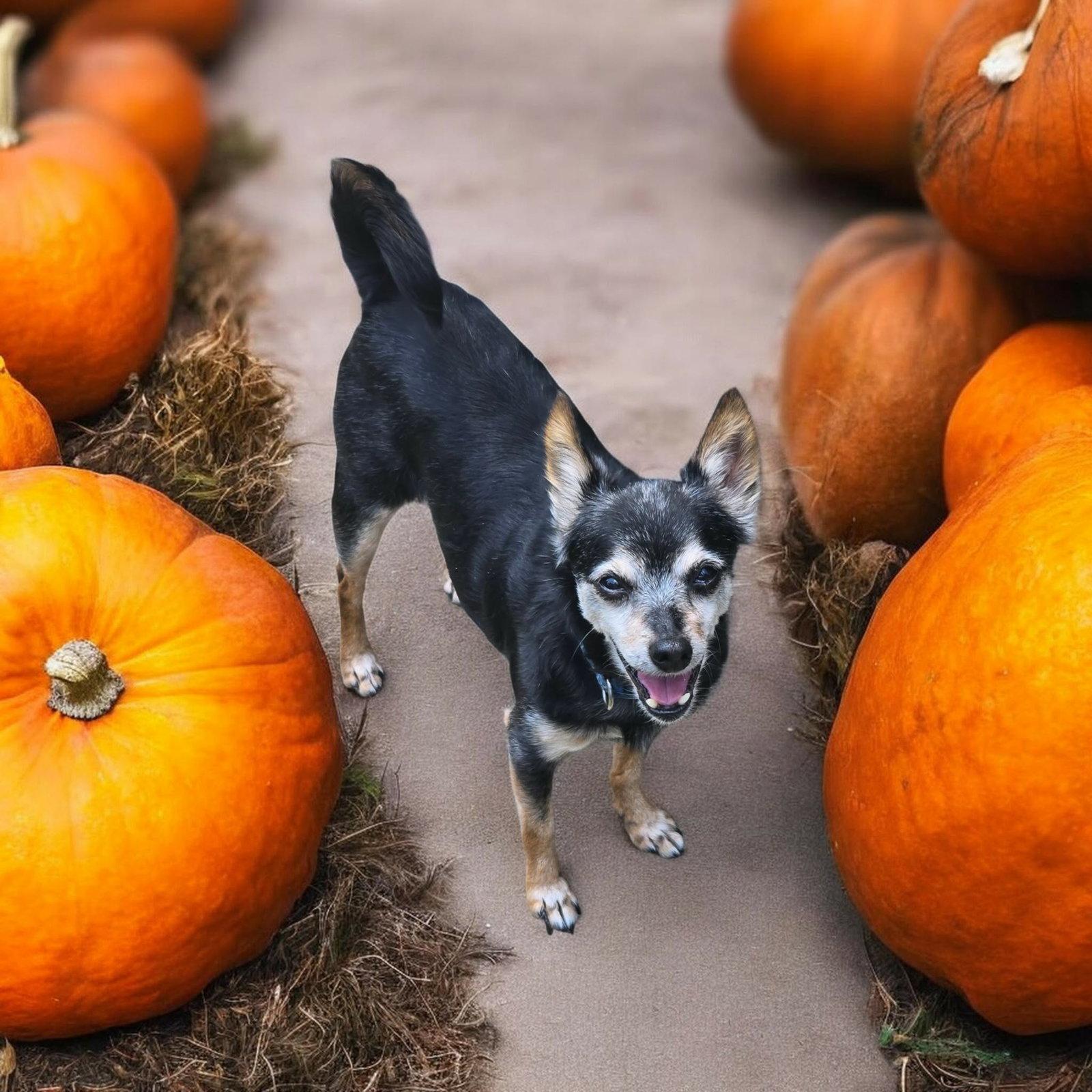 Enlarge Tiny *FTA*, a Adoptable Chihuahua in Ashville, OH image 3/3