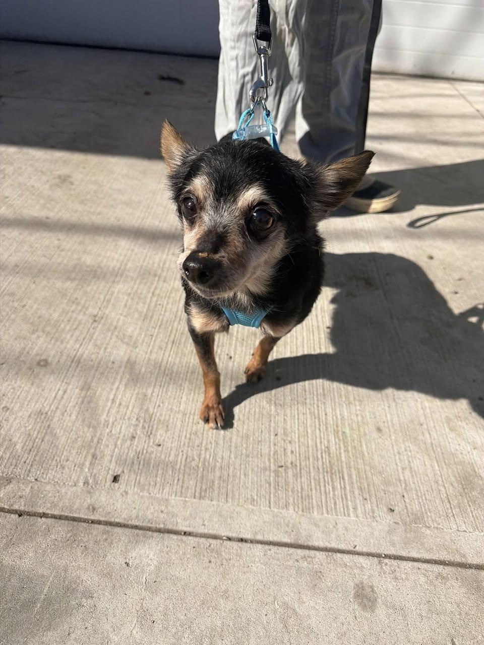 Enlarge Tiny, a Adoptable Chihuahua in Ashville, OH image 3/3
