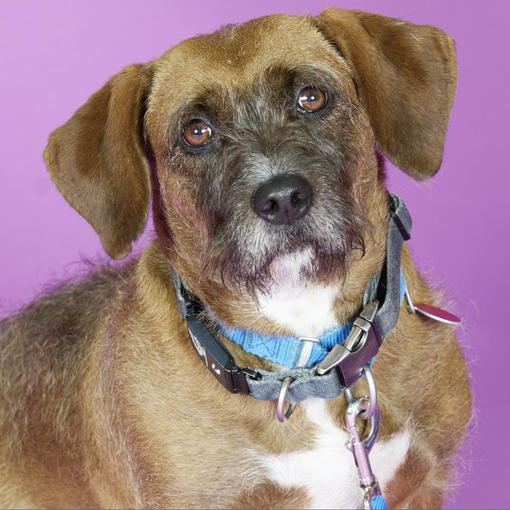 Enlarge Starship, a Adoptable Mixed Breed in Pittsburgh, PA image 1/6