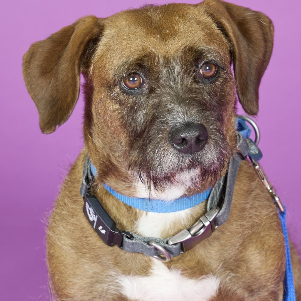 Starship, Adoptable, Adult Female Mixed Breed.