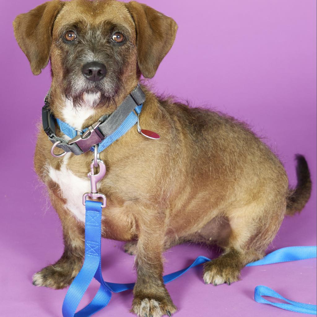 Enlarge Starship, a Adoptable Mixed Breed in Pittsburgh, PA image 3/6