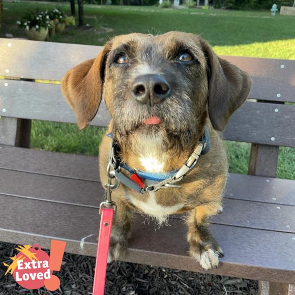 Enlarge Starship, a Adoptable Mixed Breed in Pittsburgh, PA image 4/6