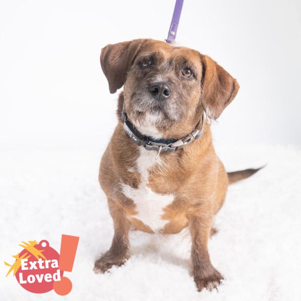 Starship, a Adoptable Mixed Breed in Pittsburgh, PA image 4/6