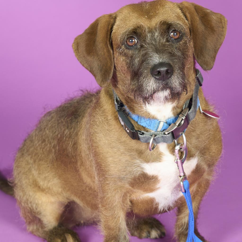 Enlarge Starship, a Adoptable Mixed Breed in Pittsburgh, PA image 5/6