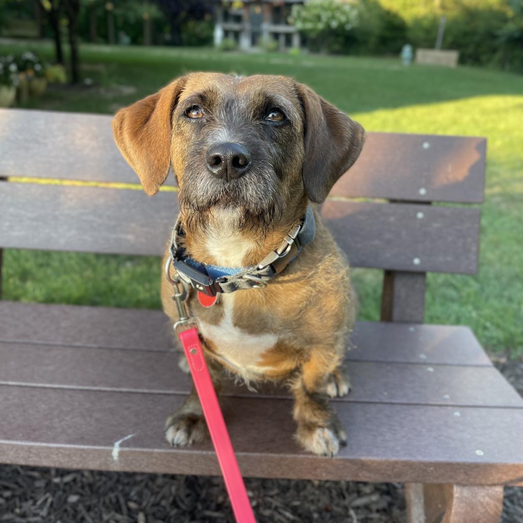 Enlarge Starship, a Adoptable Mixed Breed in Pittsburgh, PA image 6/6