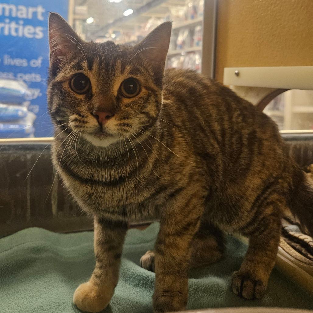 Enlarge Amy rose, a Adoptable Domestic Short Hair in Grantsville, UT image 1/1