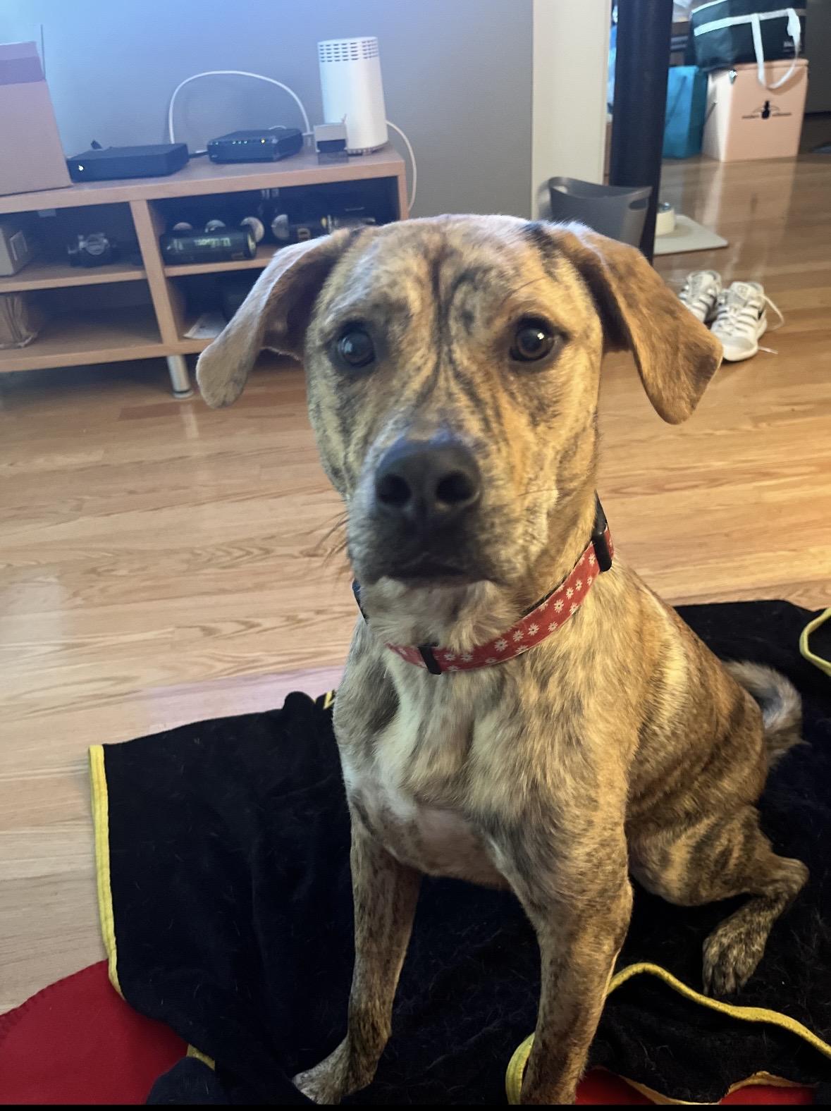 Enlarge Tigger, a Adoptable mixed breed in Pleasant Valley, NY image 3/4