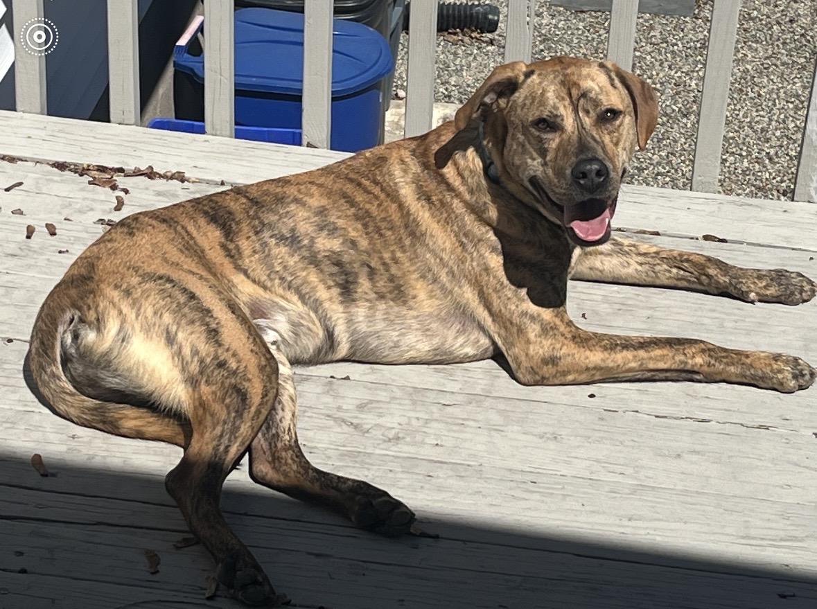 Enlarge Tigger, a Adoptable mixed breed in Pleasant Valley, NY image 2/4