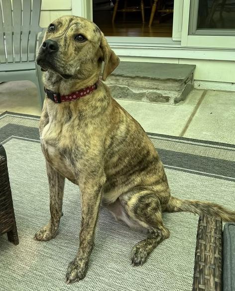 Enlarge Tigger, a Adoptable mixed breed in Pleasant Valley, NY image 1/4