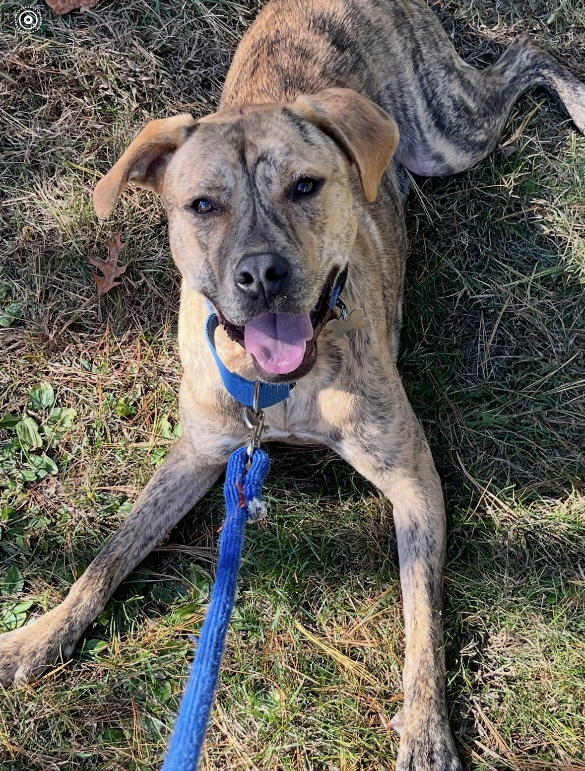Enlarge Tigger, a Adoptable mixed breed in Pleasant Valley, NY image 4/4
