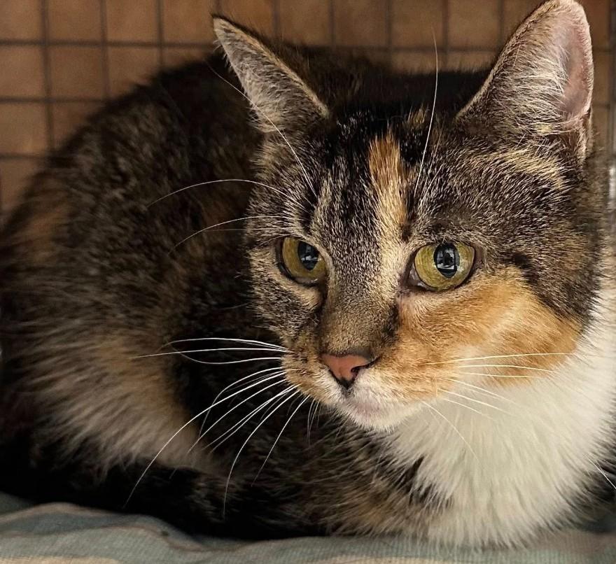 Enlarge Willow, a Adoptable Calico in Duette, FL image 1/5