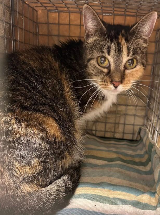 Enlarge Willow, a Adoptable Calico in Duette, FL image 4/5