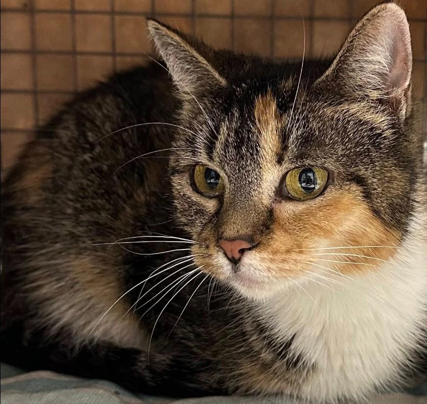 Enlarge Willow, a Adoptable Calico in Duette, FL image 5/5