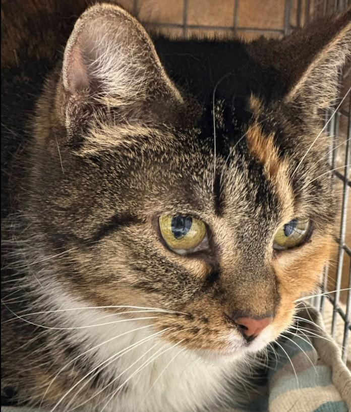 Enlarge Willow, a Adoptable Calico in Duette, FL image 2/5