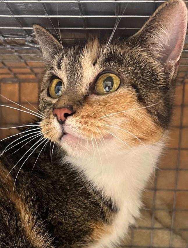 Enlarge Willow, a Adoptable Calico in Duette, FL image 3/5