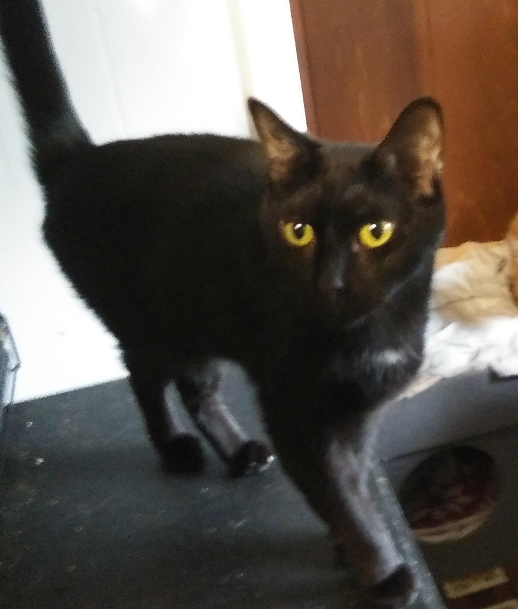 Buckeye, Adoptable, Adult Female Domestic Short Hair.