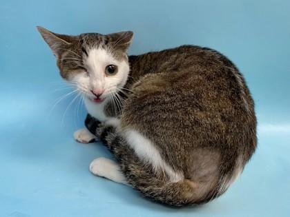 Enlarge Jackie, a Adoptable mixed breed in Woodbury, MN image 1/1