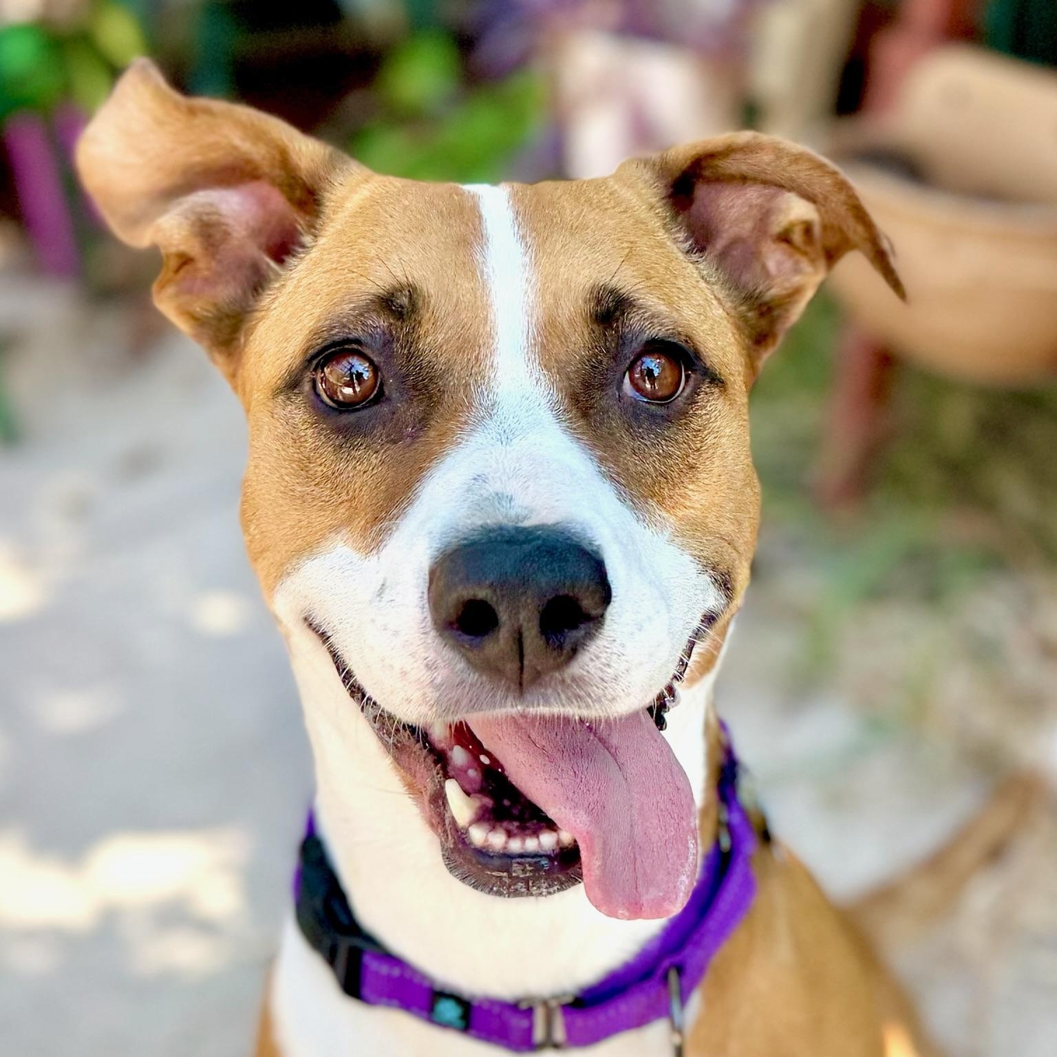 Molly, ADOPTABLE, Adult Female American Staffordshire Terrier & Pit Bull Terrier.