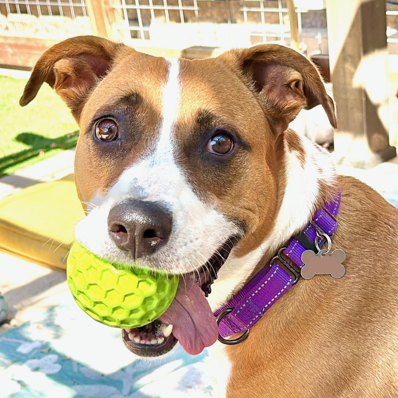 Enlarge Molly, a ADOPTABLE mixed breed in Citrus Heights, CA image 4/6