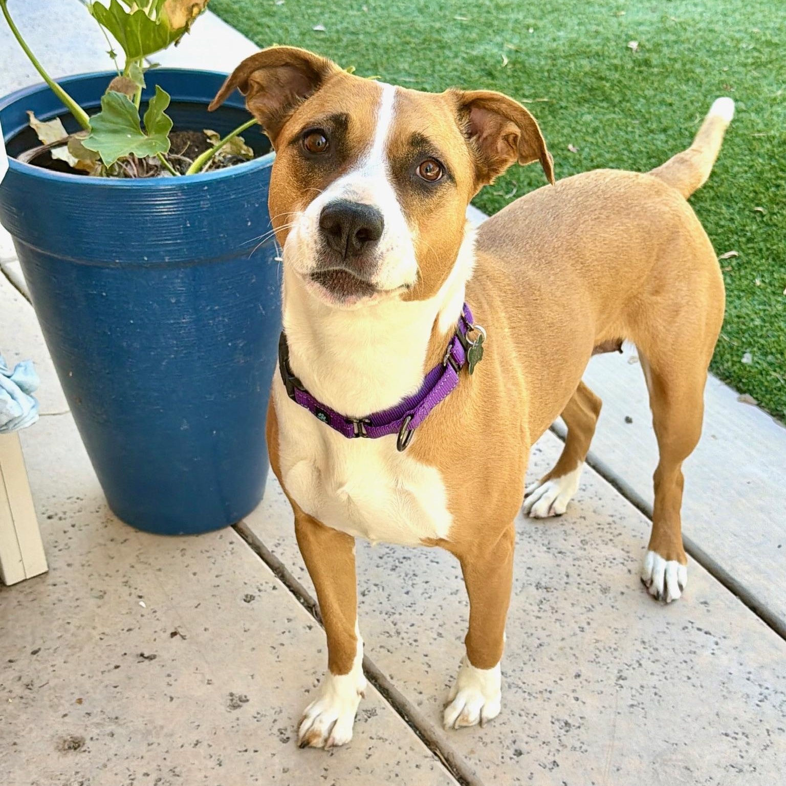 Enlarge Molly, a ADOPTABLE mixed breed in Citrus Heights, CA image 6/6