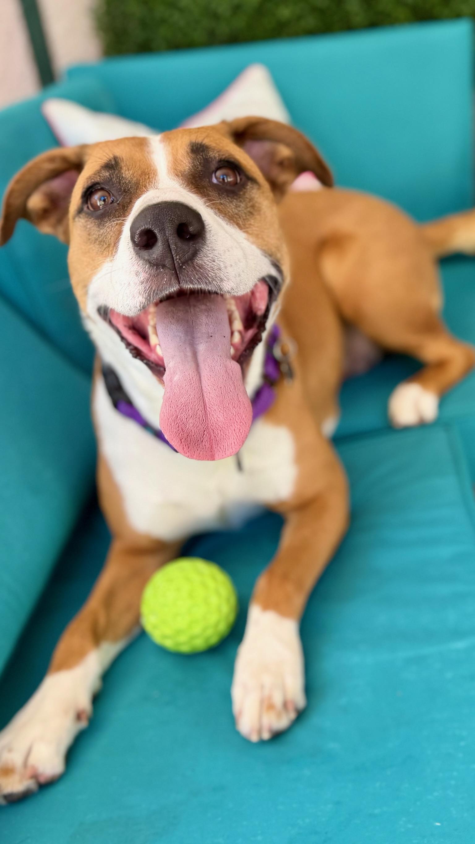 Enlarge Molly, a ADOPTABLE mixed breed in Citrus Heights, CA image 3/6