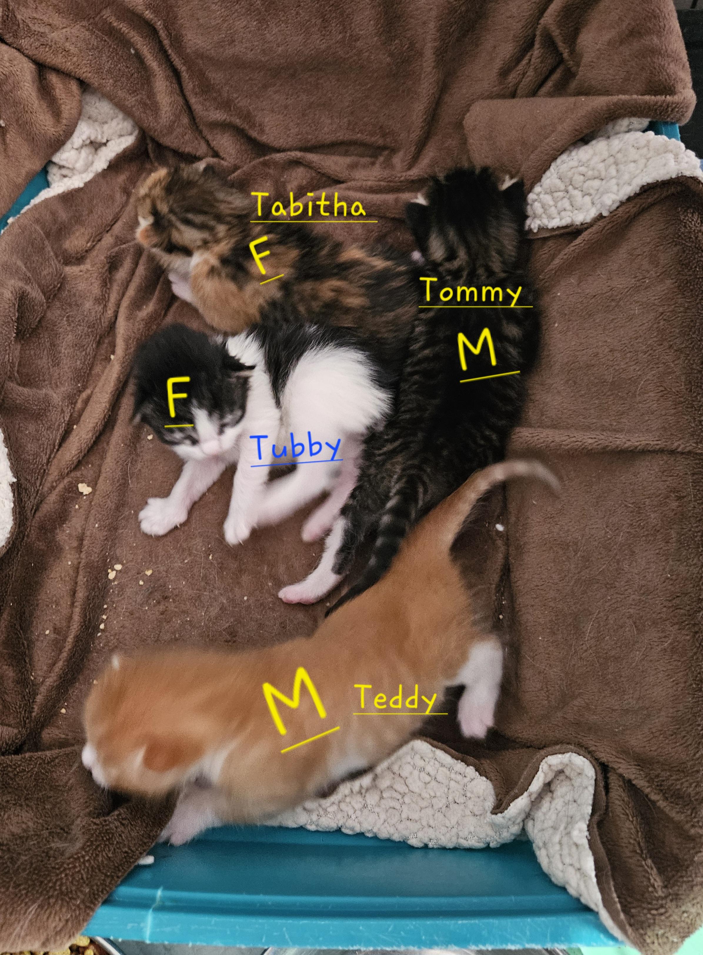 Tommy, Adopted, Young Male Domestic Short Hair.