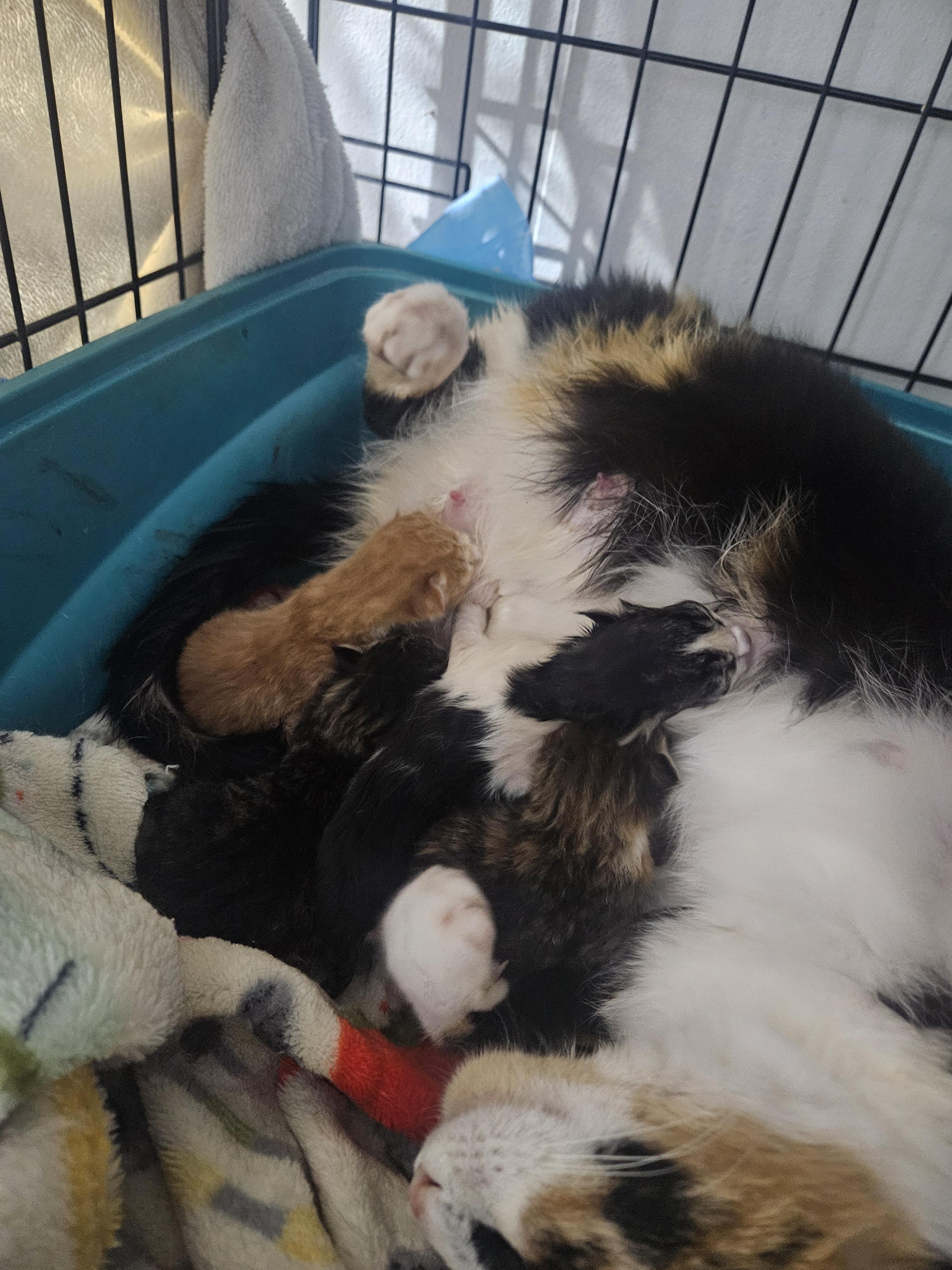 Enlarge Tommy, a Adopted Domestic Short Hair in Nucla, CO image 2/2
