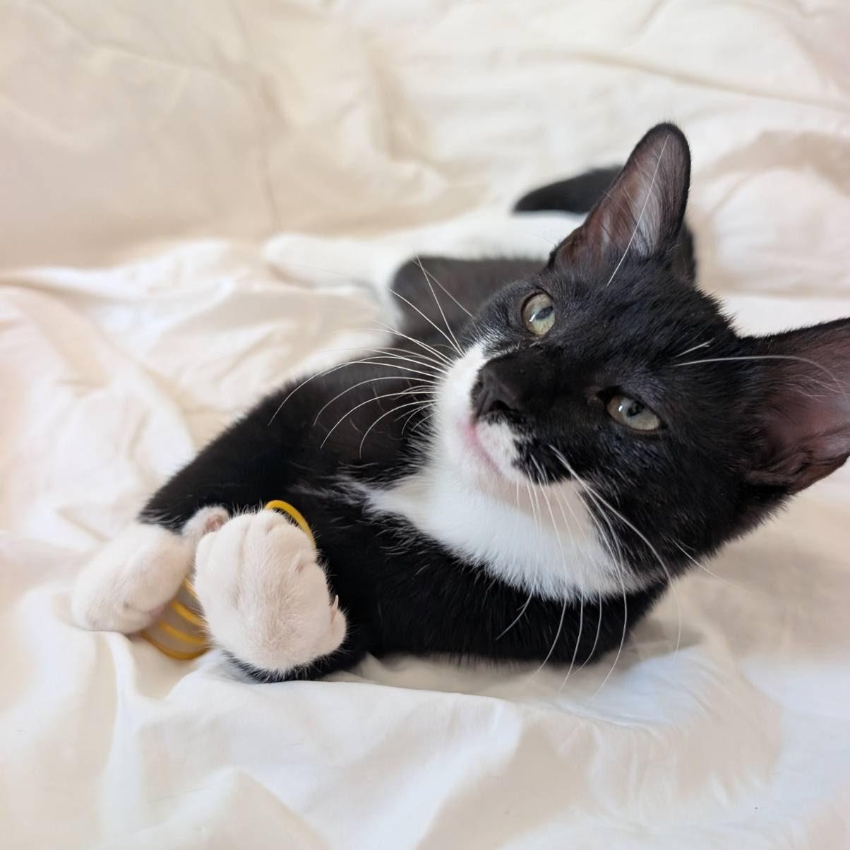 Enlarge Atlas, an adopted Tuxedo in Maple Shade, NJ image 2/5