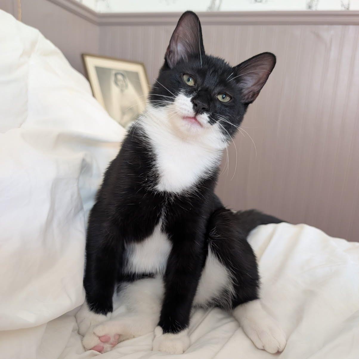 Enlarge Atlas, an adopted Tuxedo in Maple Shade, NJ image 4/5