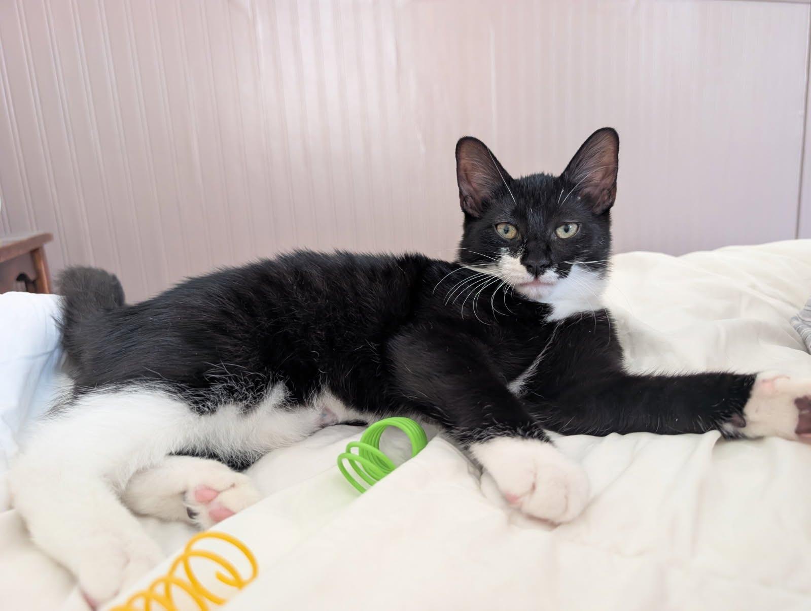 Enlarge Atlas, an adopted Tuxedo in Maple Shade, NJ image 5/5