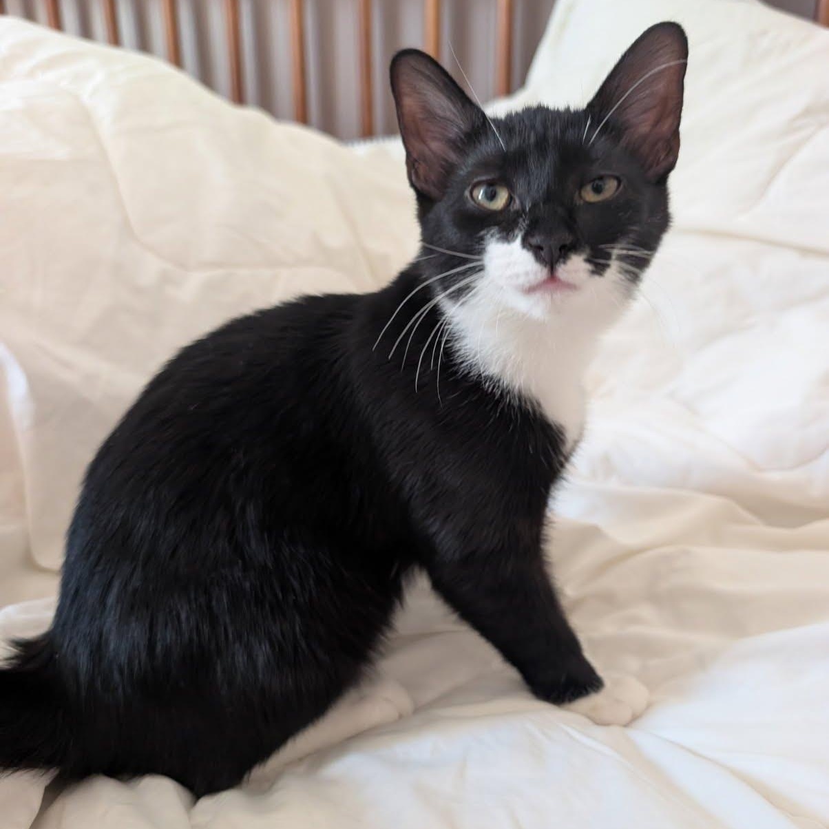 Enlarge Atlas, an adopted Tuxedo in Maple Shade, NJ image 3/5