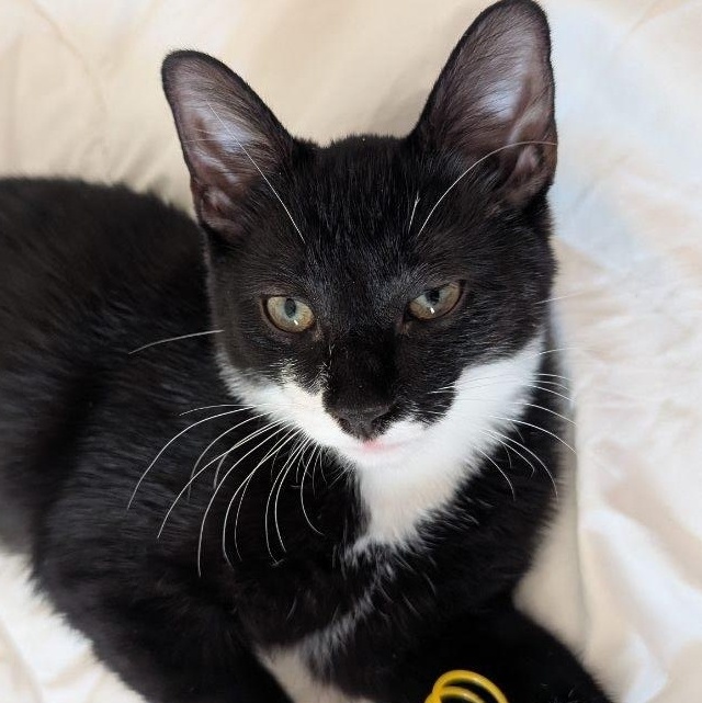Atlas, adopted, Kitten Male Tuxedo.