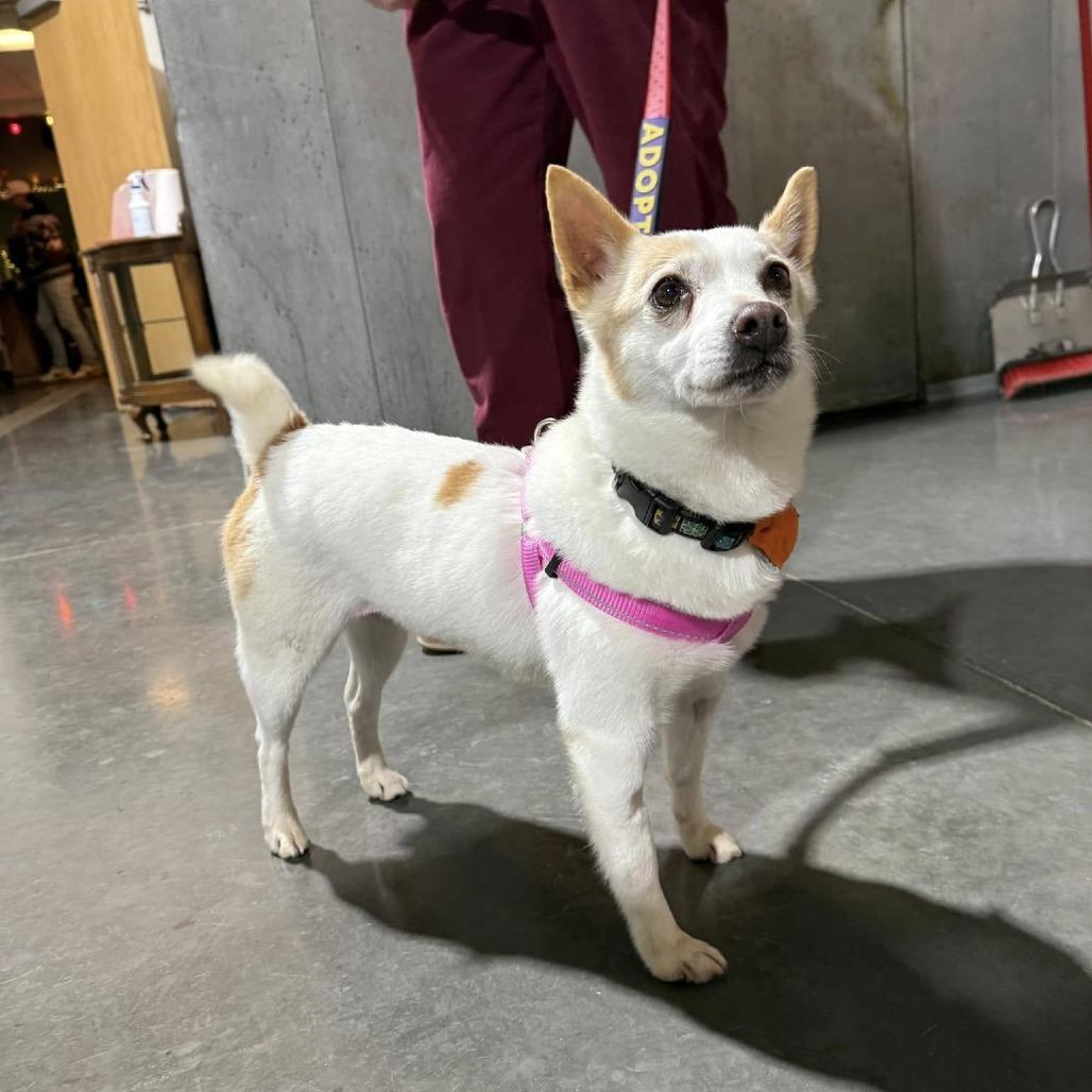 Mo, a Adoptable Terrier in Madison, WI image 2/3