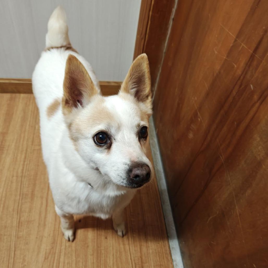 Mo, a Adoptable Terrier in Madison, WI image 3/3