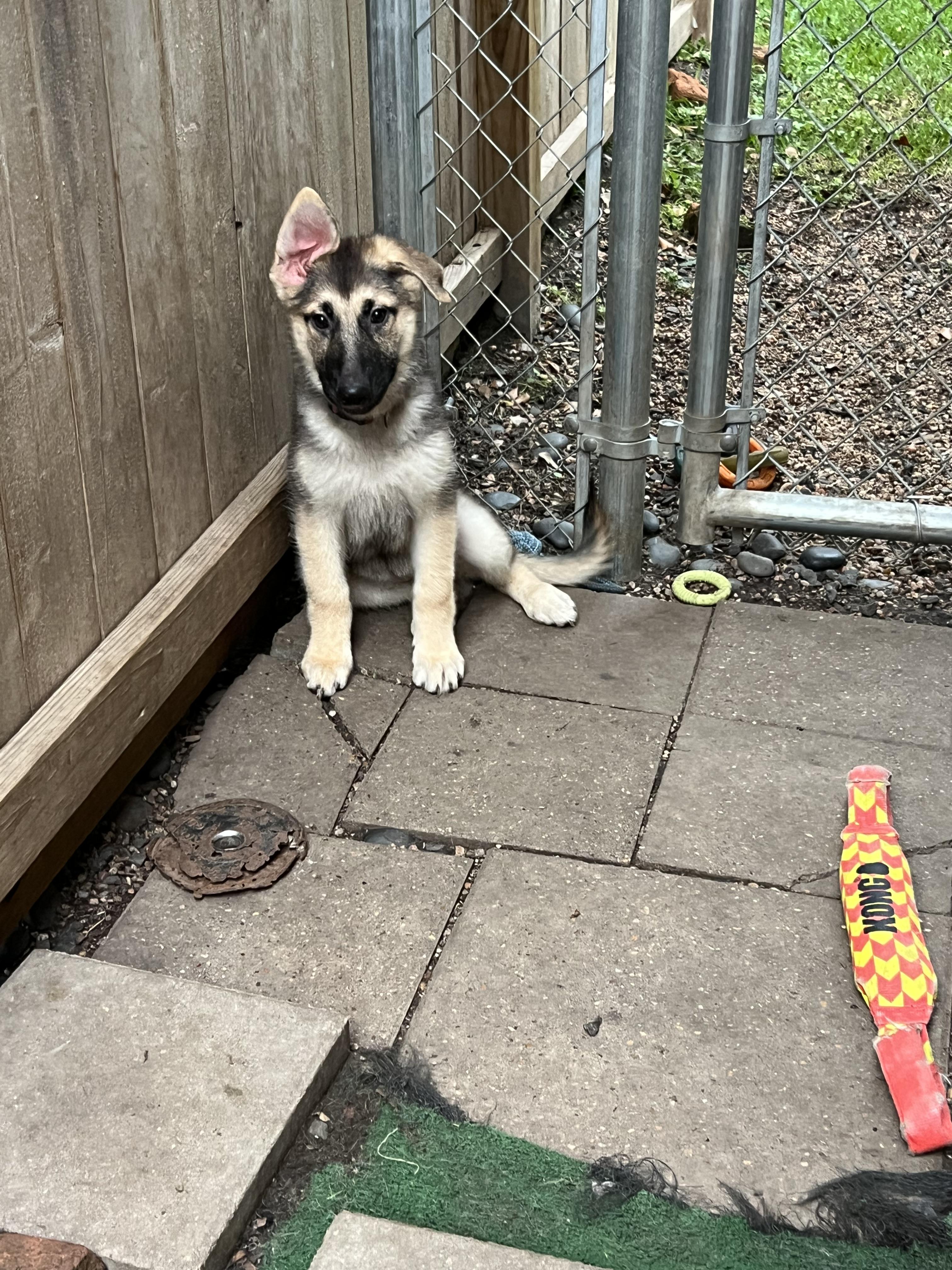 Taylor, a Adoptable German Shepherd Dog in Bellaire, TX image 6/6