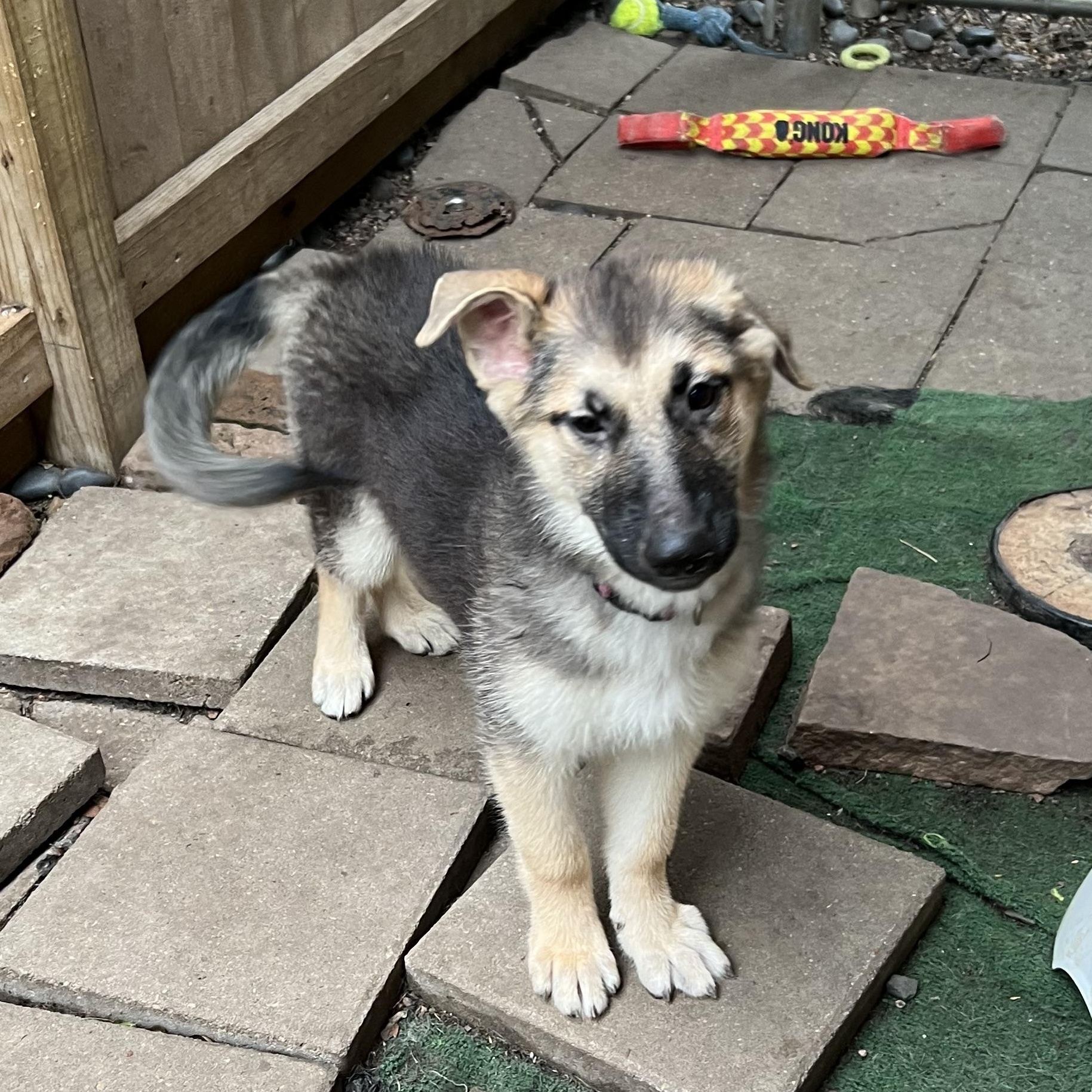 Taylor, a Adoptable German Shepherd Dog in Bellaire, TX image 5/6